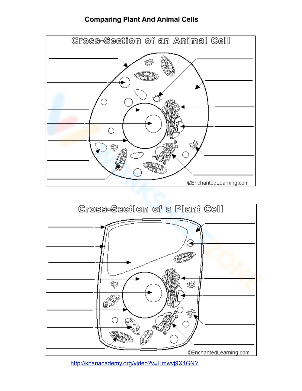 Animal And Plant Cells Worksheet WordMint