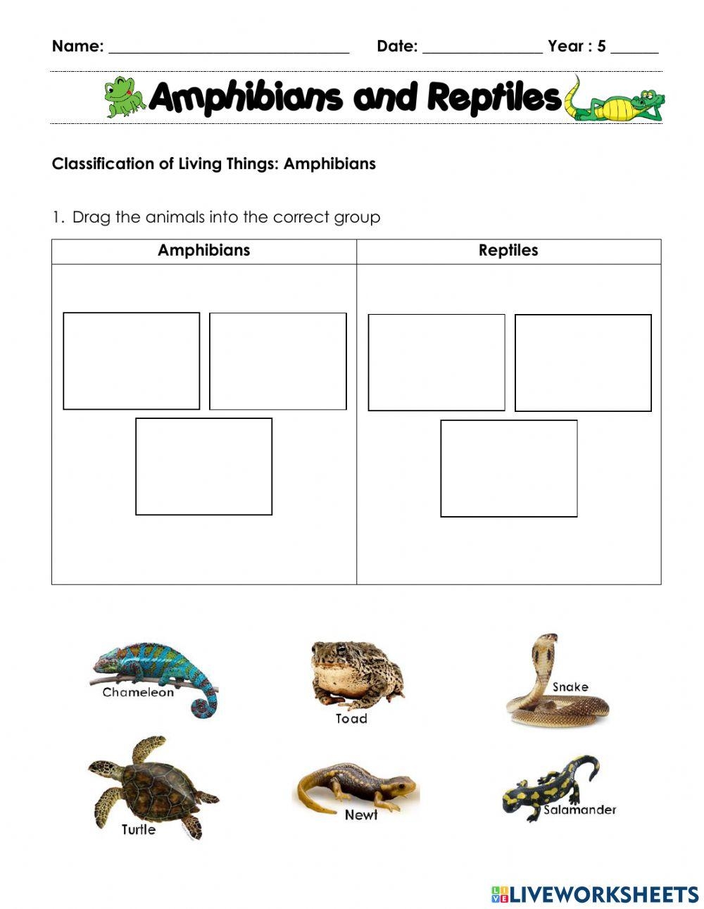 Amphibians And Reptiles Interactive Worksheet Worksheets Library