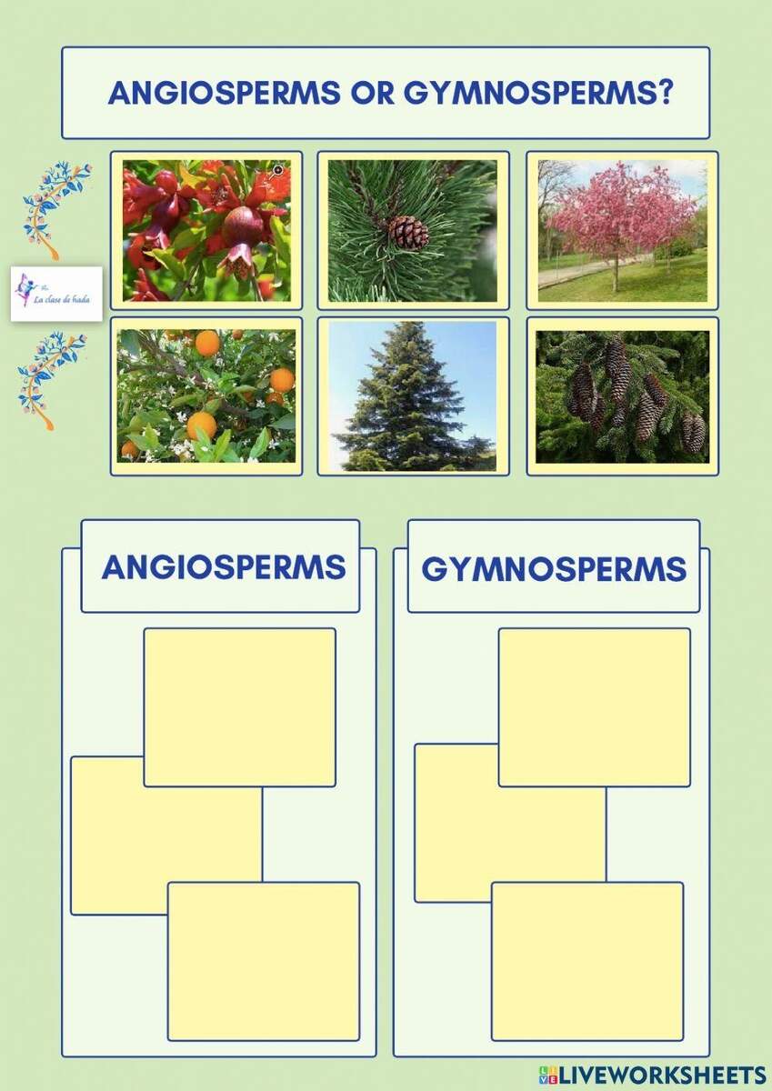 Angiosperms And Gymnosperms Worksheet Worksheets Library
