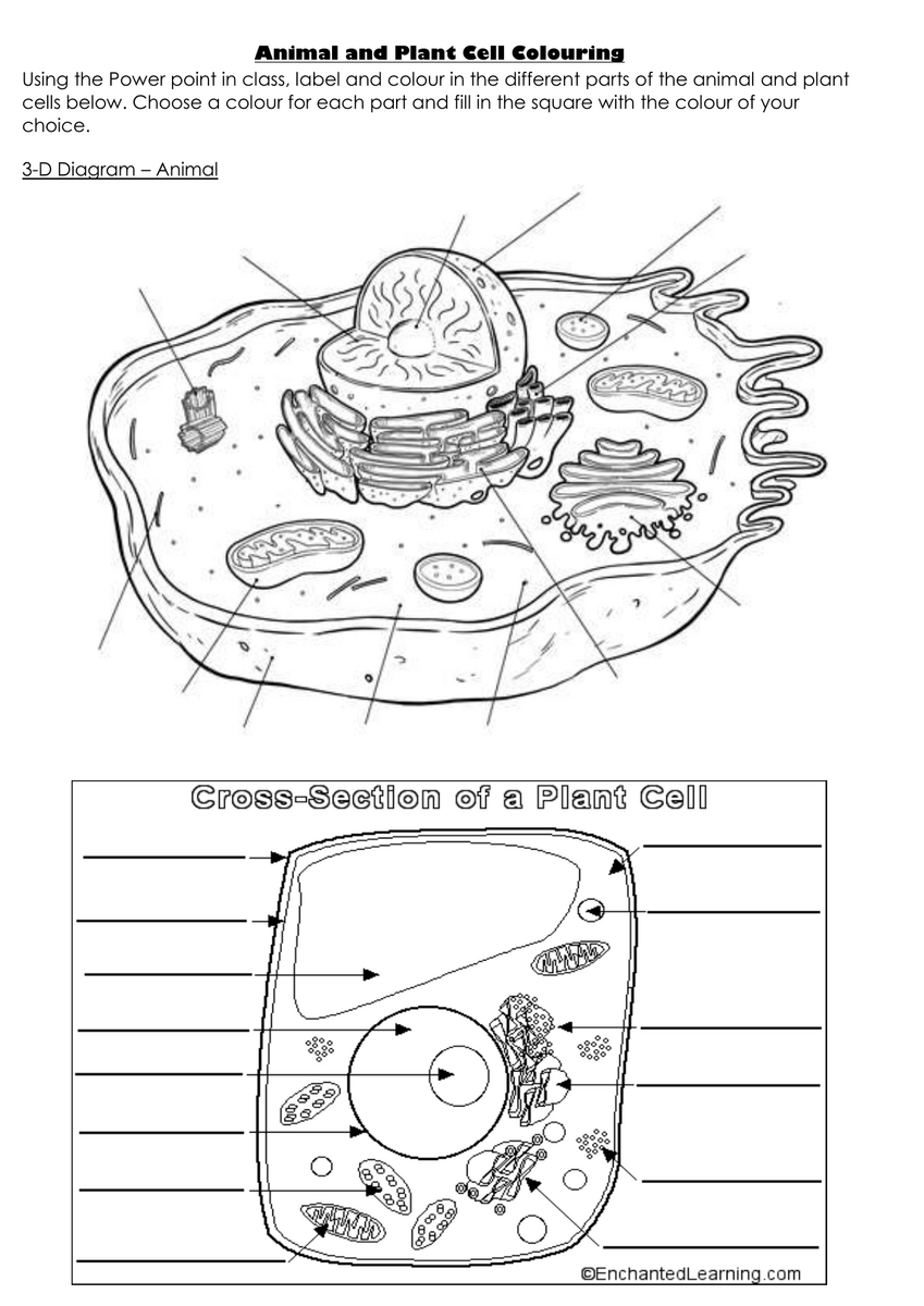 Animal And Plant Cell Coloring Worksheet Animal And Plant Cell Coloring Worksheet