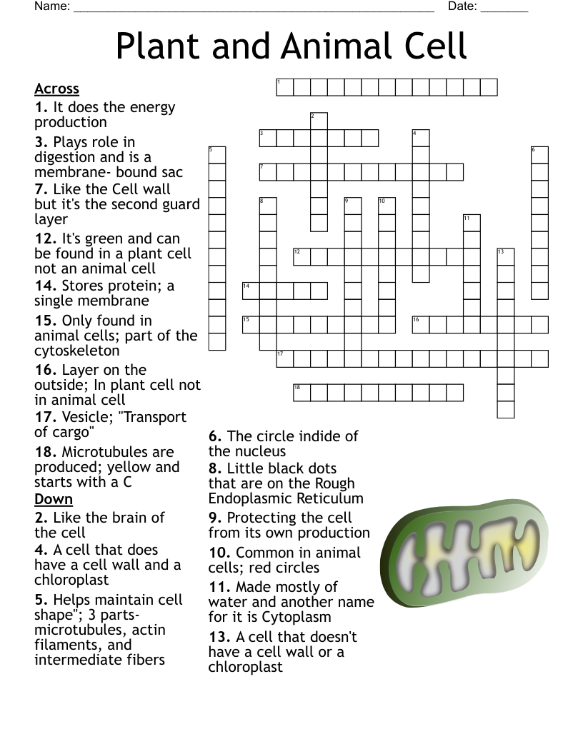 Animal And Plant Cells Worksheet WordMint