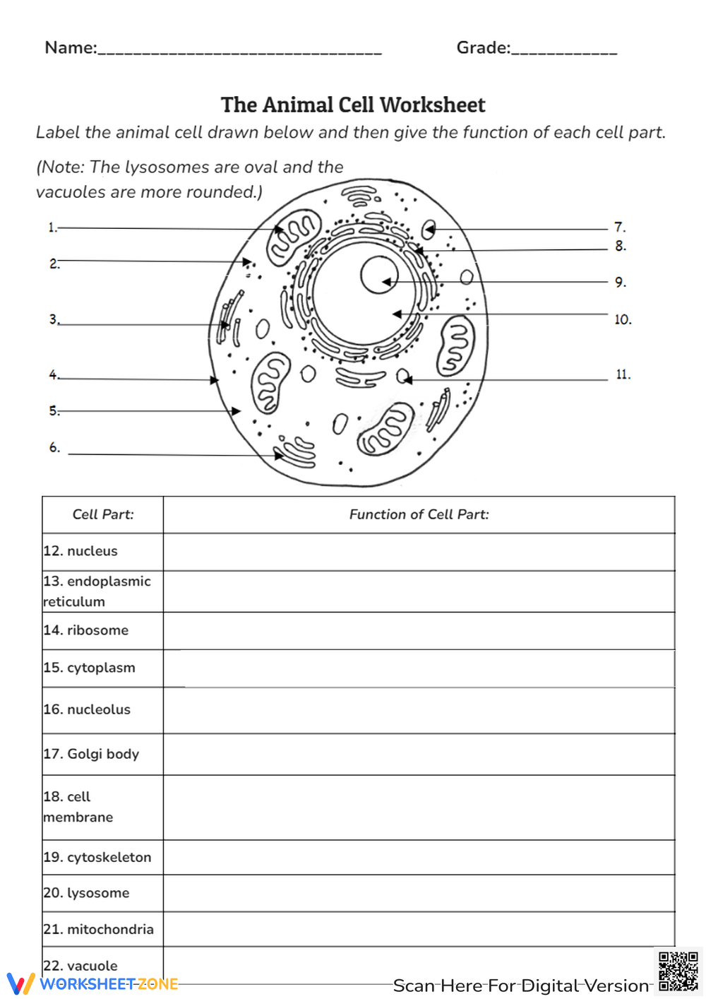 Animal Cell Worksheets Printable