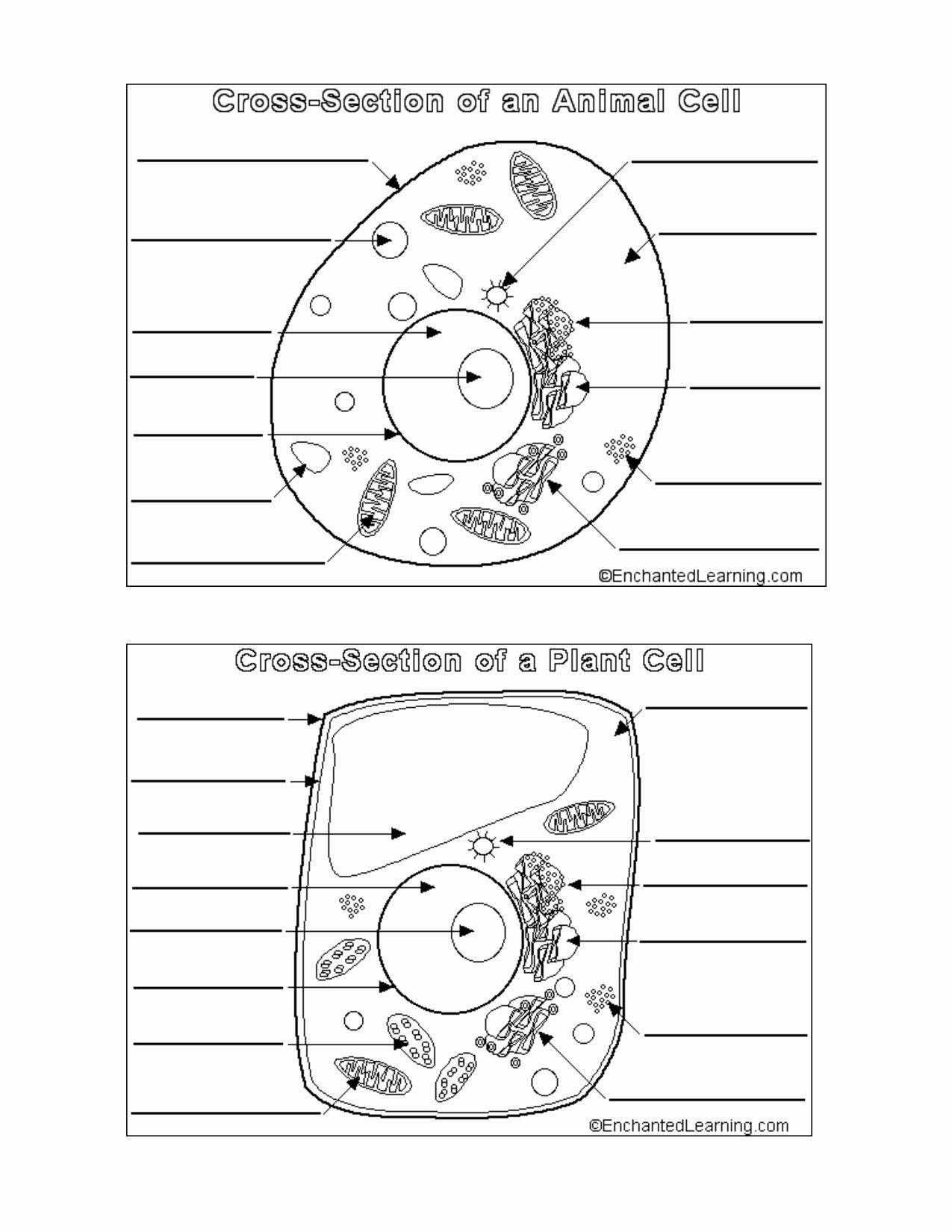 Animal And Plant Cell Worksheet Pdf