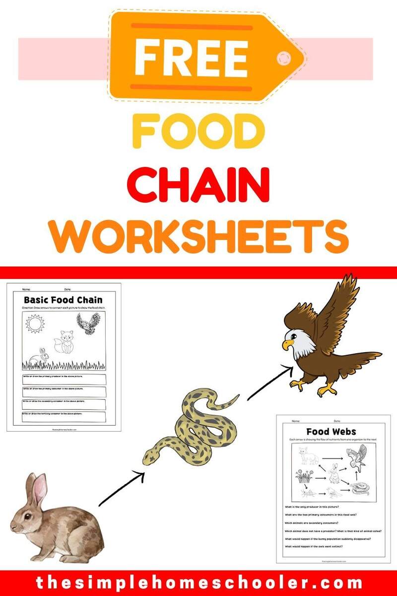 Ferocious Food Chain Worksheets Free And Easy Print The Simple Homeschooler Ferocious Food Chain Worksheets Free And Easy Print The Simple Homeschooler