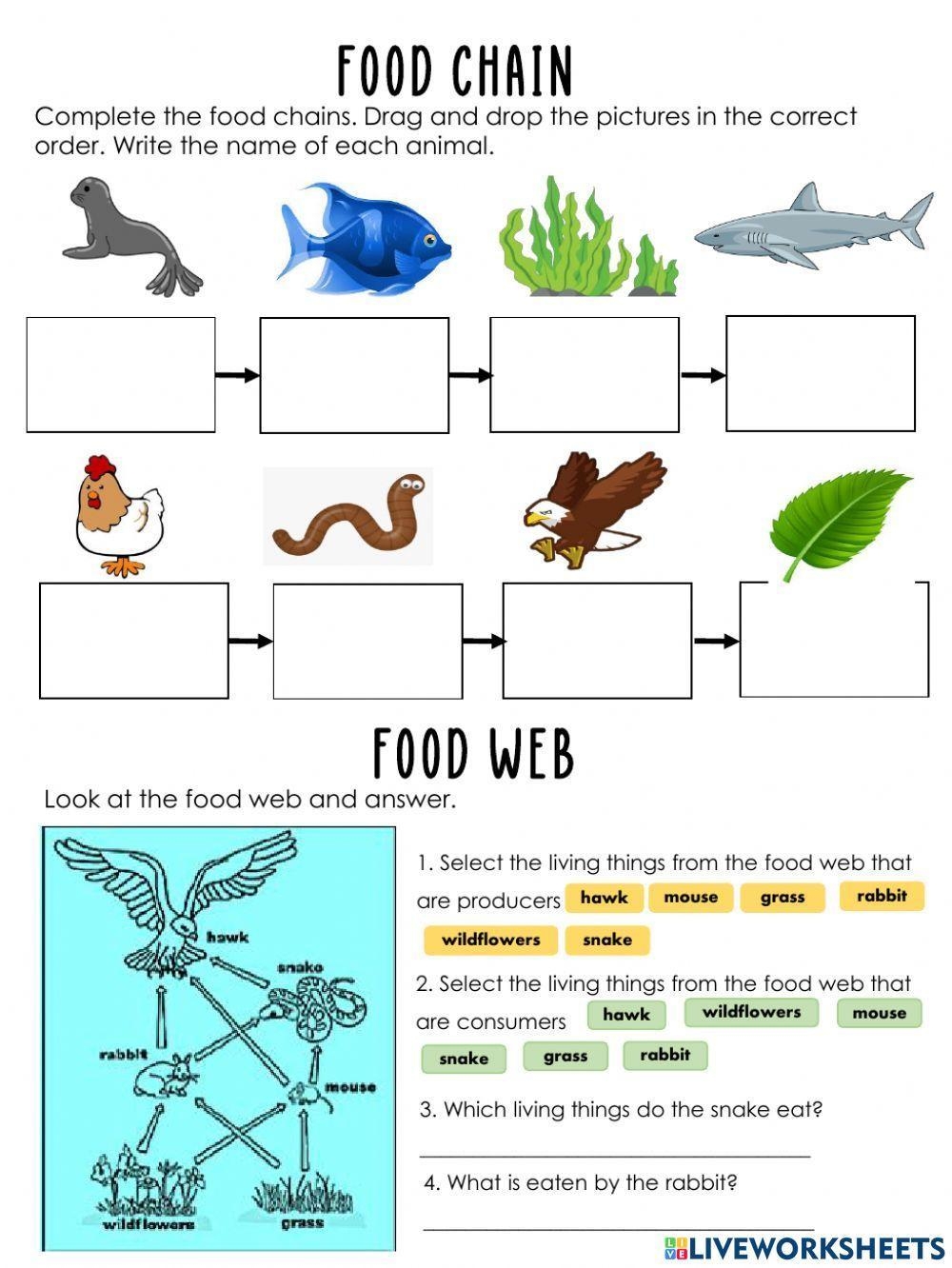 Food Chain Worksheet 2 Worksheet Worksheets Library Food Chain Worksheet 2 Worksheet Worksheets Library