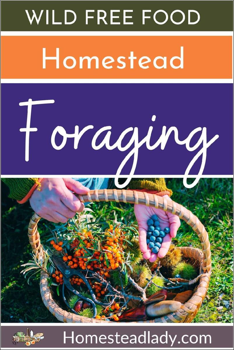 Foraging Wild Free Food Homestead Lady Foraging Wild Free Food Homestead Lady