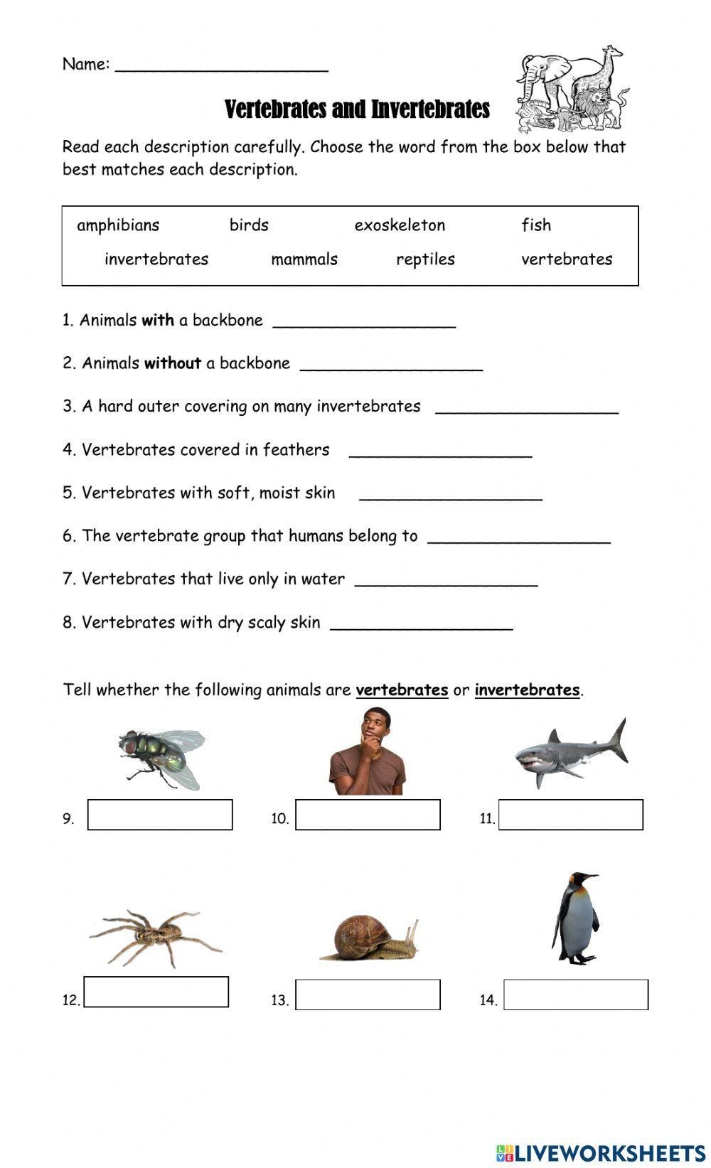 Vertebrates And Invertebrates Animals Worksheet