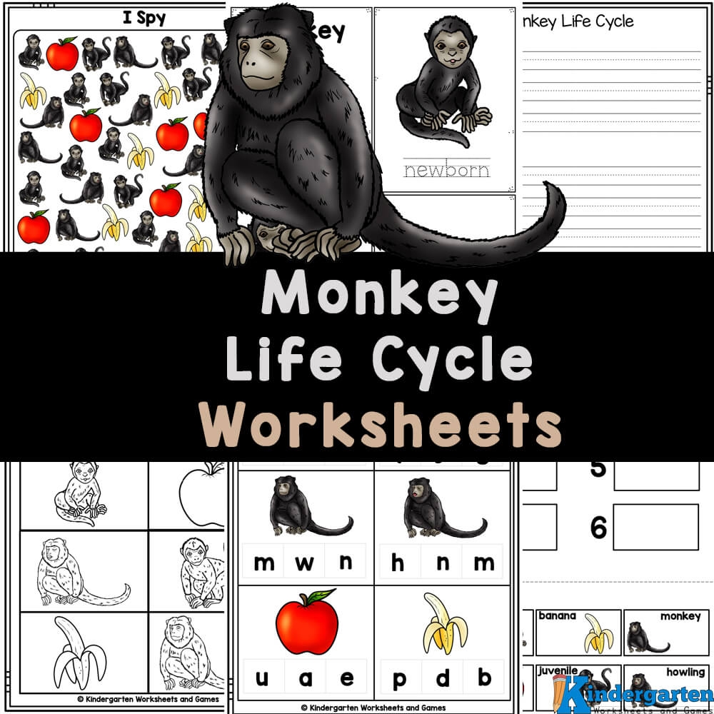 FREE Printable Monkey Life Cycle For Kids Worksheets