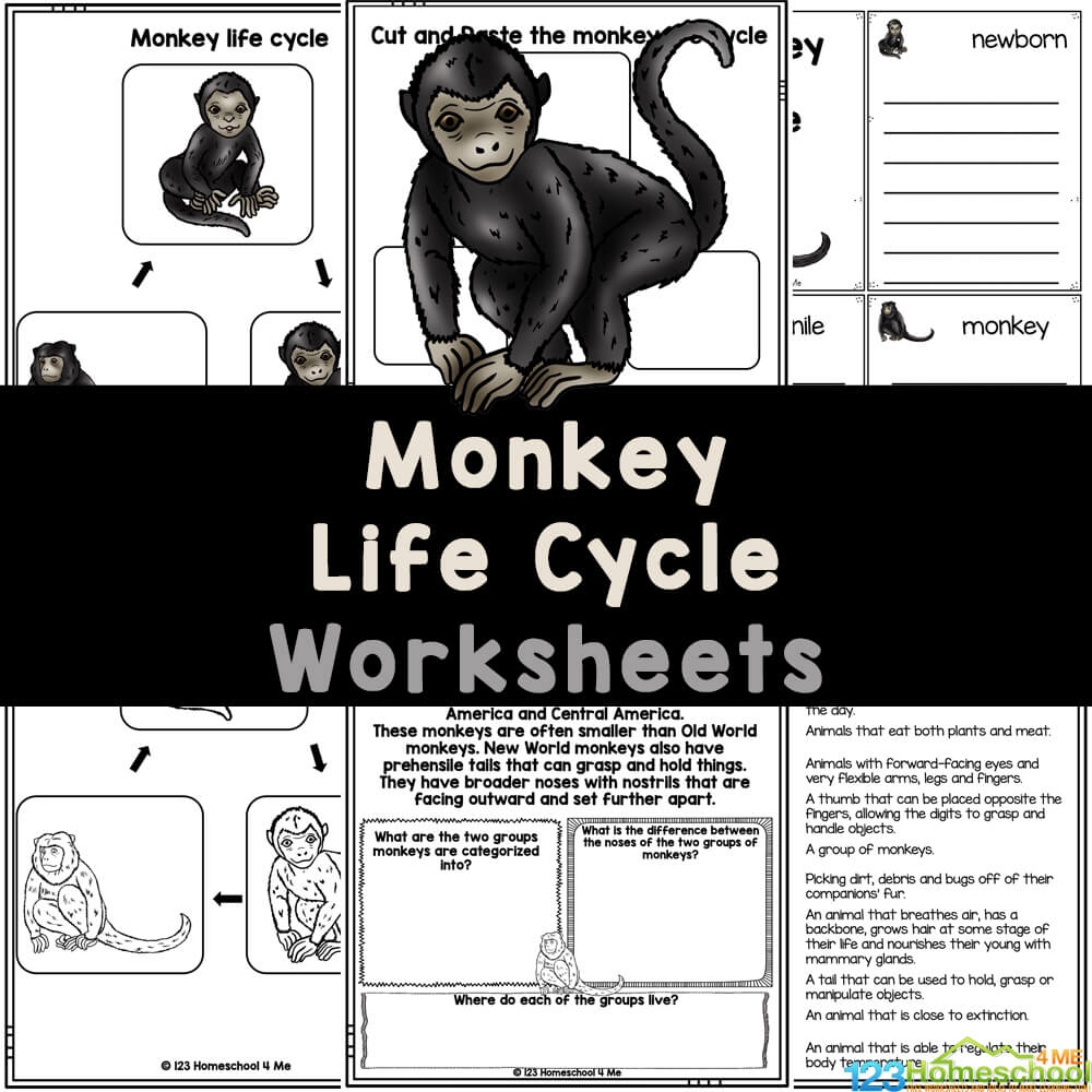 FREE Printable Monkey Life Cycle Worksheets For Kids