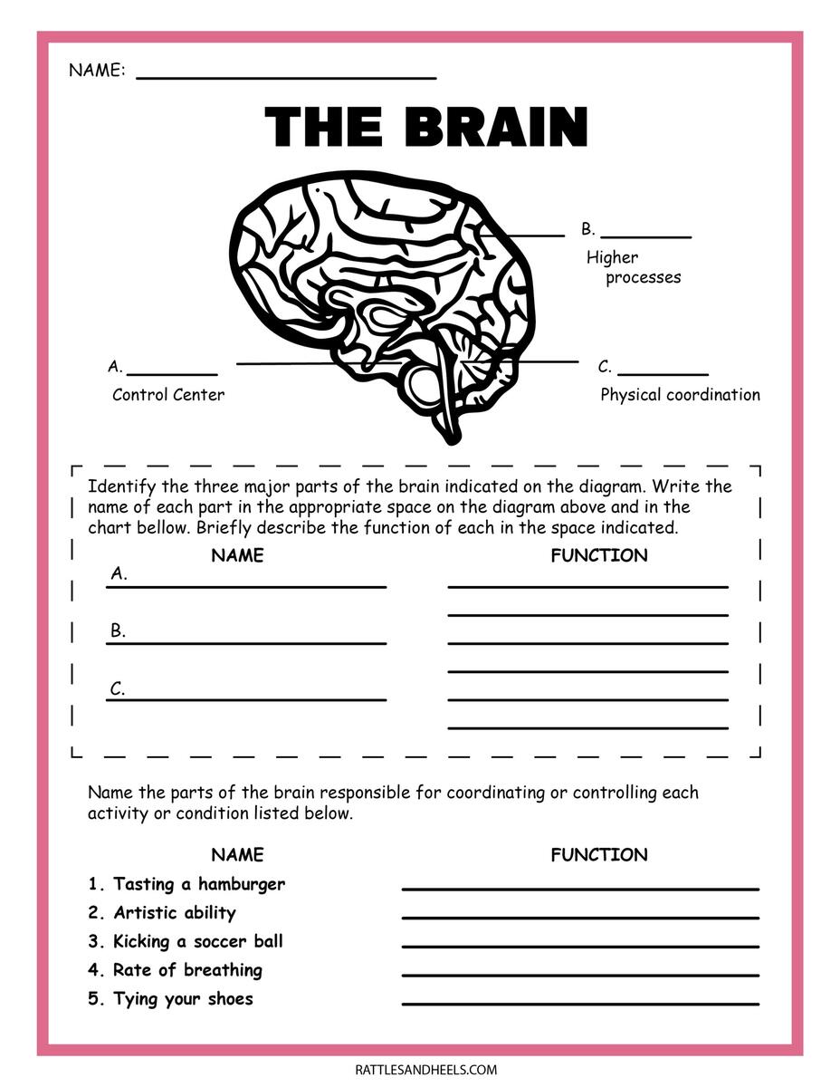 Free Science Worksheets The Nervous System Adanna Dill Grade 6 Science Interactive Worksheet Worksheets Library