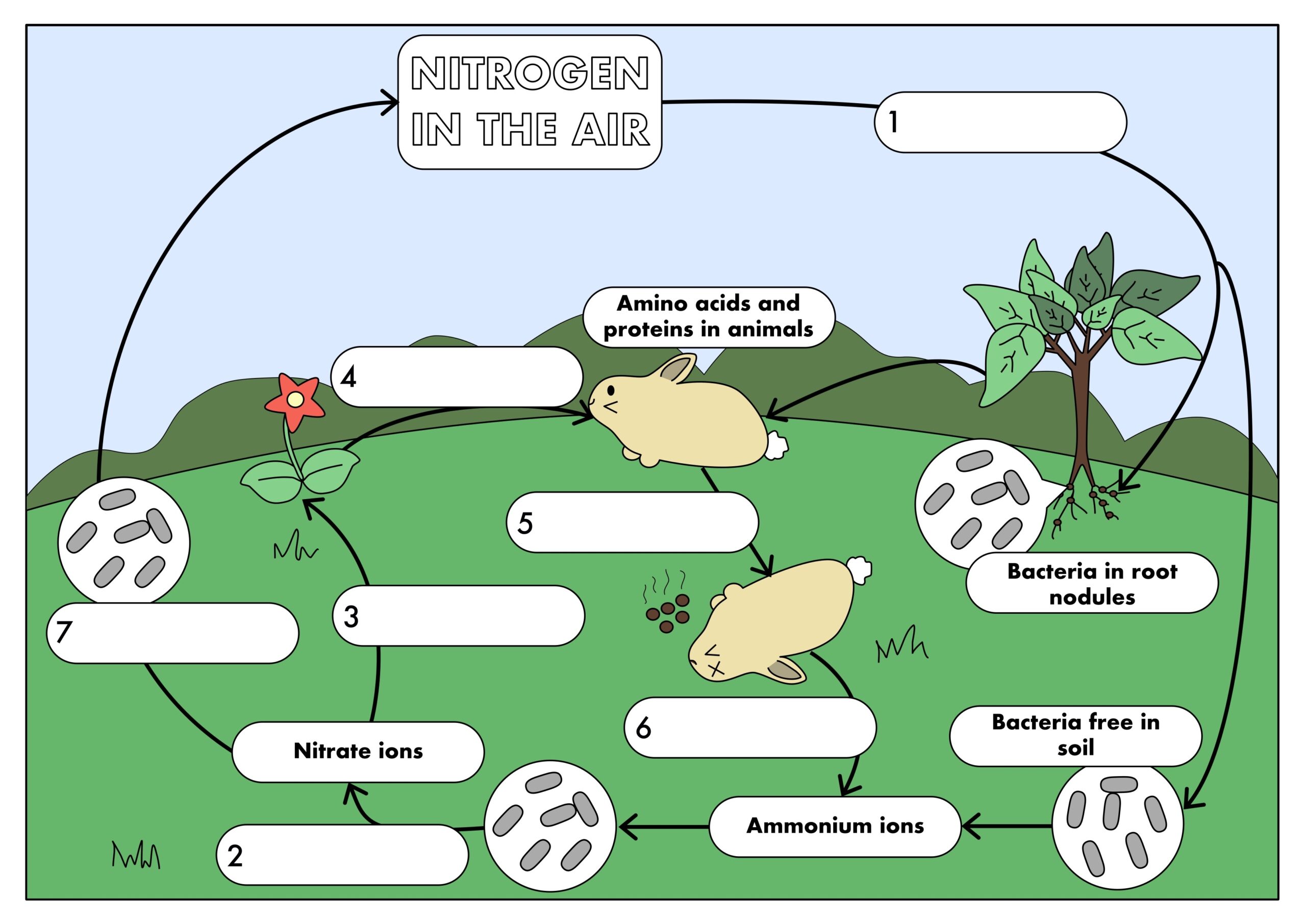 The Nitrogen Cycle Sketch Notes By Creativity Meets Cognition TPT