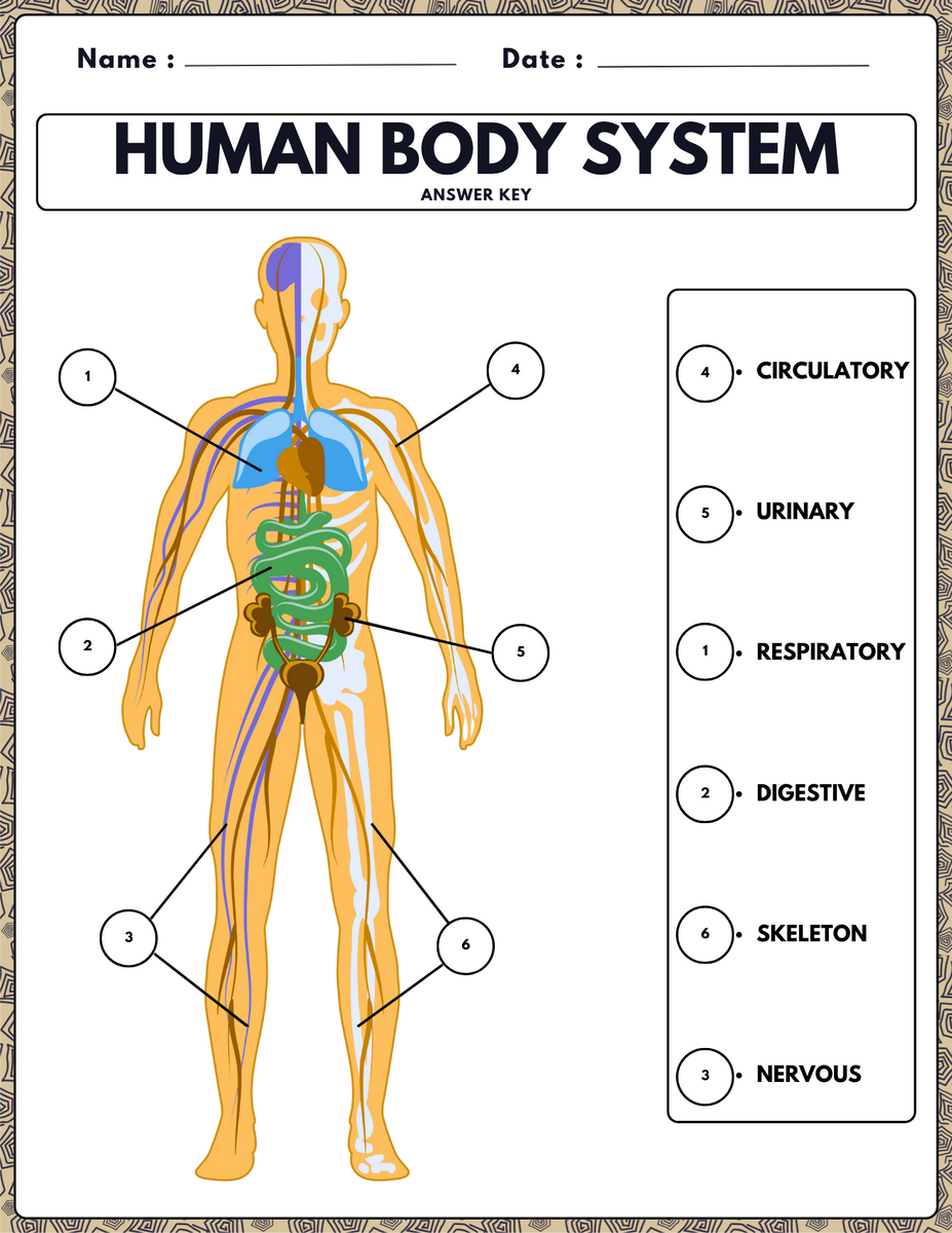 Human Body Systems Worksheets Labeling Coloring Word Search Fun Facts Teaching Resources