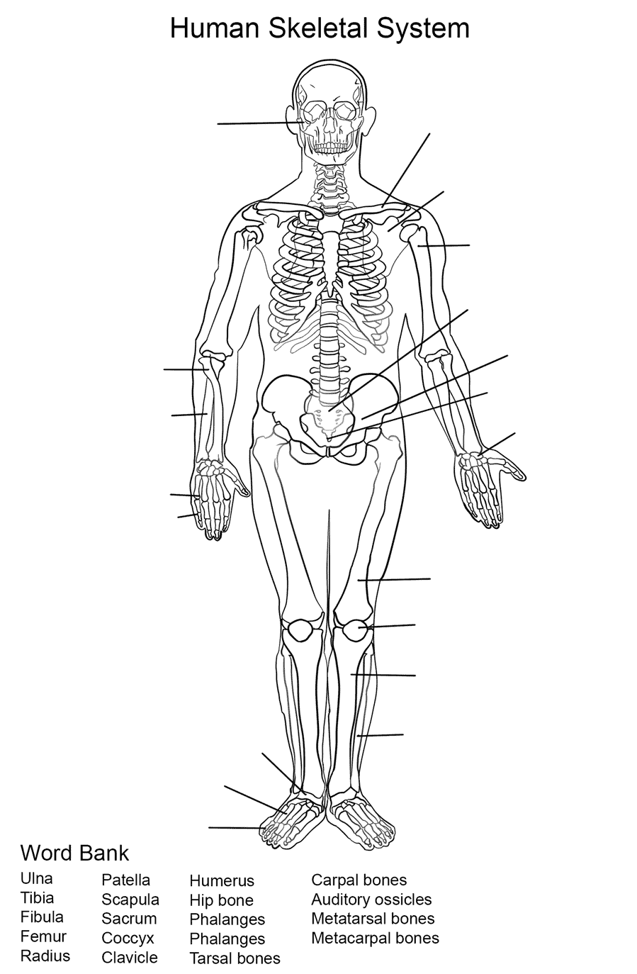 Human Skeletal System Worksheet Coloring Page Free Printable Human Skeletal System Worksheet Coloring Page Free Printable