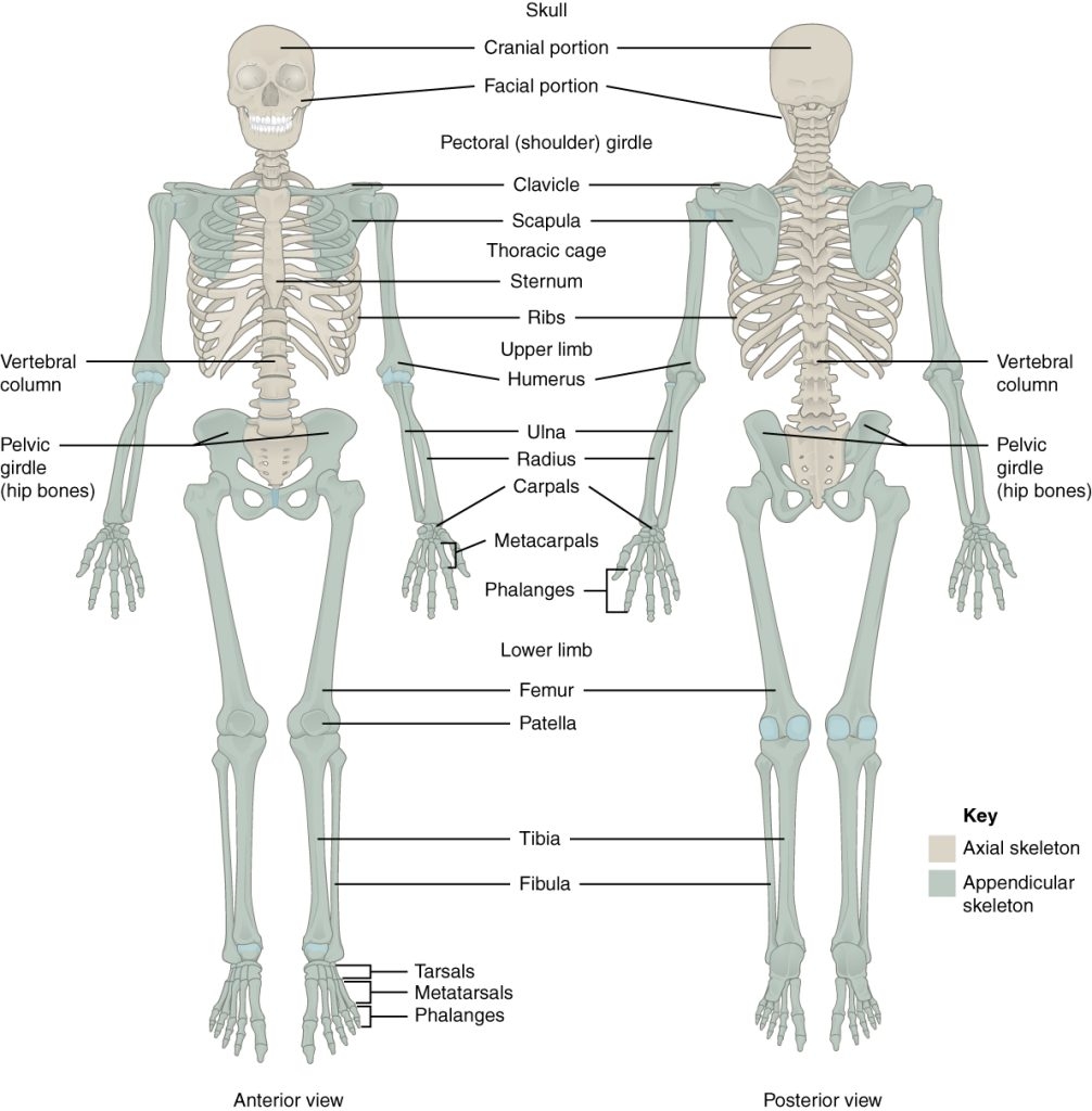 Lab 5 Skeletal System II Appendicular Skeleton And Joints Fundamentals Of Human Anatomy Laboratory Manual Human Skeletal System Worksheet Coloring Page Free Printable