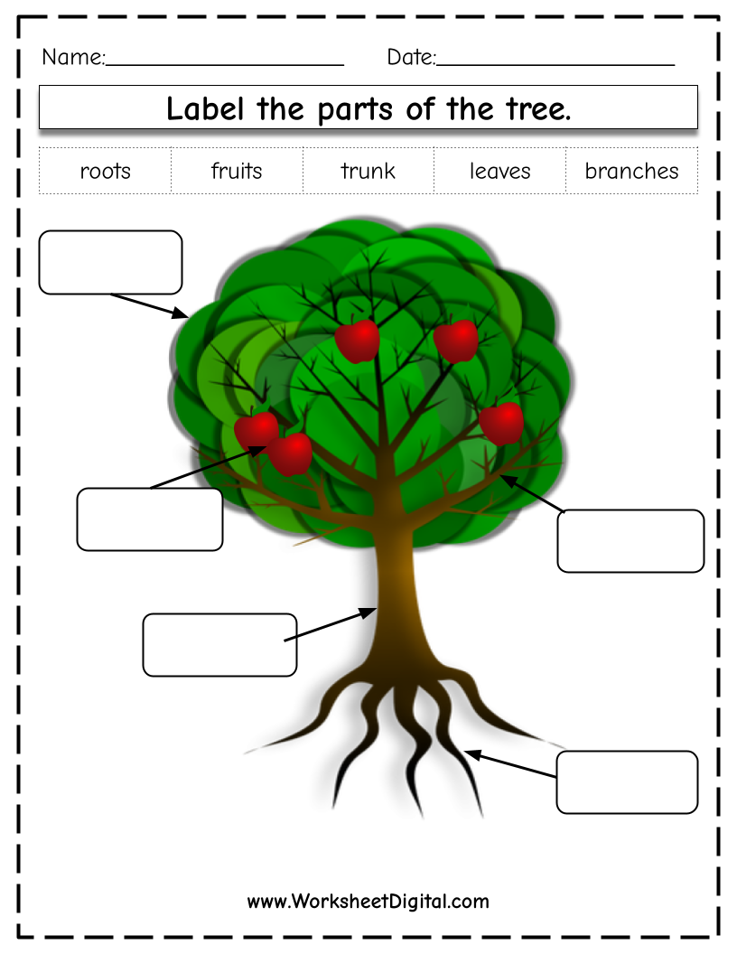 Label The Parts Of A Tree Worksheet Digital 1 Teacher Made Resources Label The Parts Of A Tree Worksheet Digital 1 Teacher Made Resources