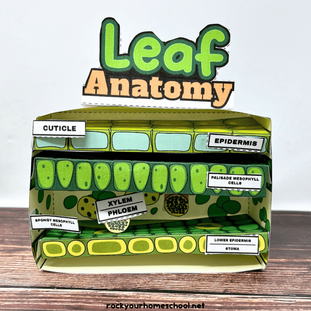 Leaf Anatomy Worksheet Set For Diorama Fun And More Free Rock Your Homeschool Leaf Anatomy Worksheet Set For Diorama Fun And More Free Rock Your Homeschool