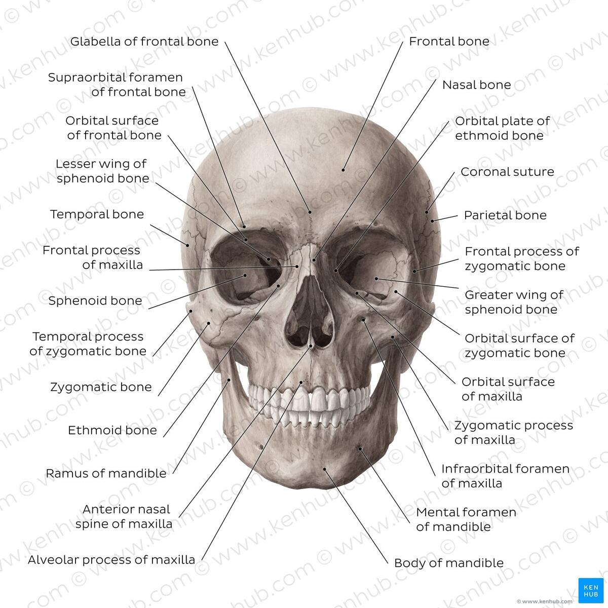 Skeleton System Worksheets Free Coloring Pages PDF Printables And Worksheets Lesson Tutor