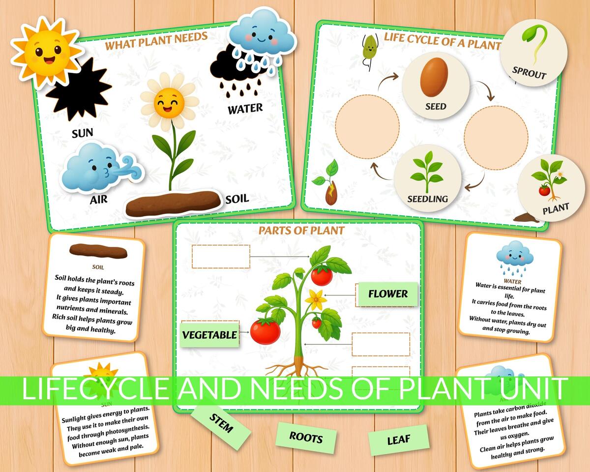 Life Cycle Chart Etsy New Zealand