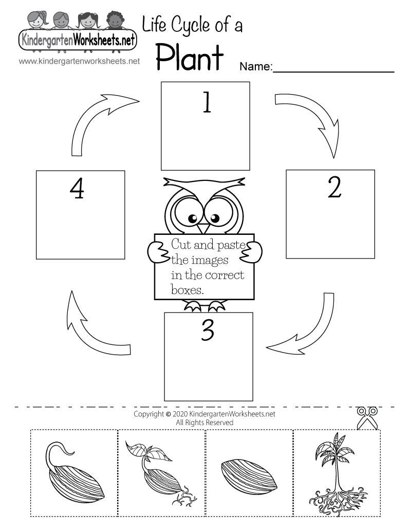 Life Cycle Of A Plant Worksheet Presentation
