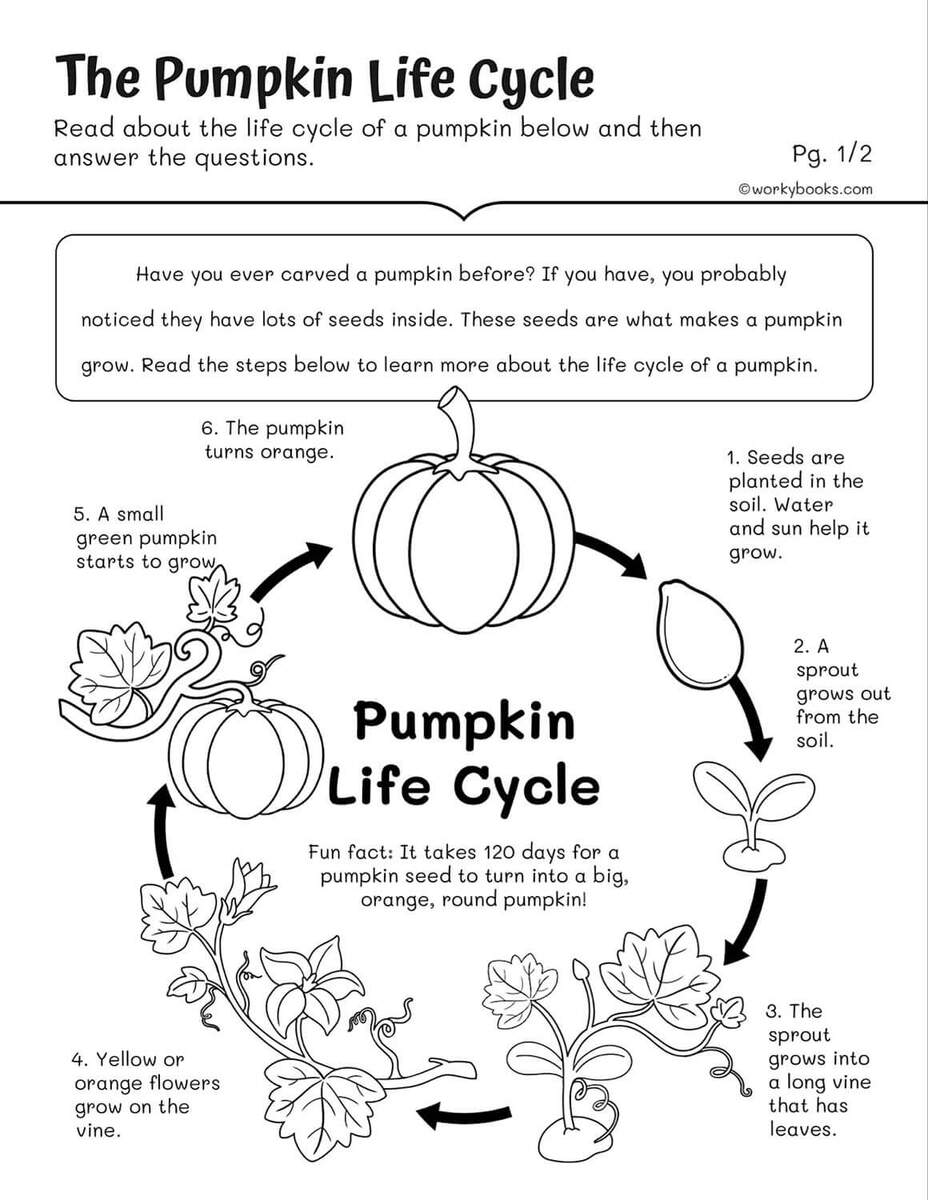 Life Cycles Worksheets Workybooks Reading Comprehension Worksheets Superstar Worksheets