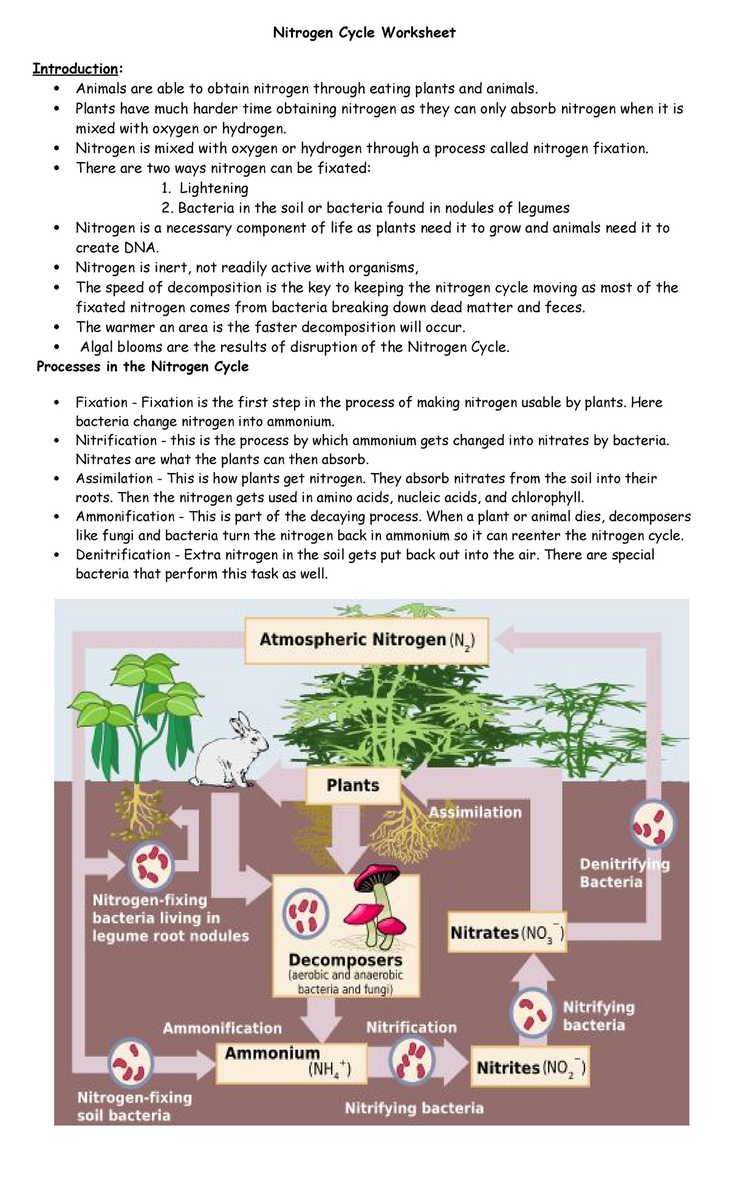 Nitrogen Cycle Worksheet 23 Understanding Key Processes And Roles Studocu