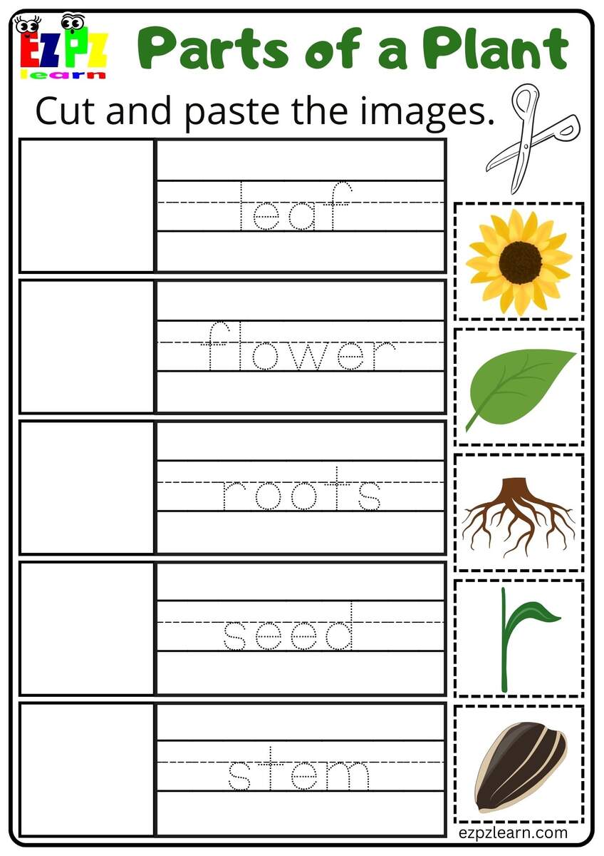Plant Life Cycle Worksheets Free Printables For Kids Adanna Dill