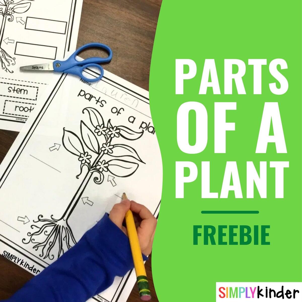 Parts Of A Plant Free Printable Simply Kinder