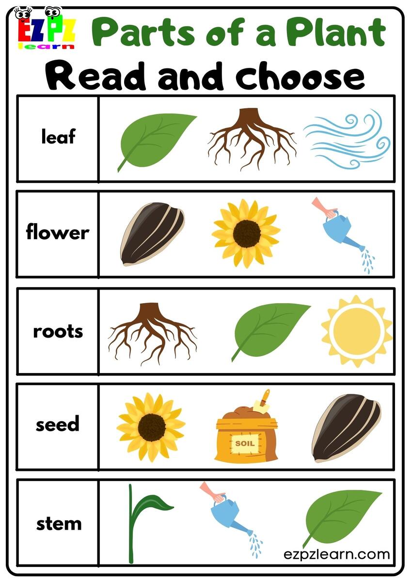 Plant Activities For Preschoolers Parts Of A Plant Worksheet TeachersMag