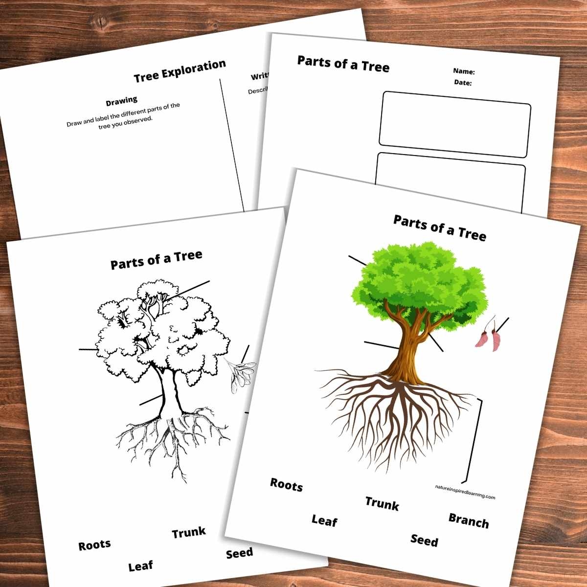 Parts Of A Tree Worksheets Nature Inspired Learning Parts Of A Tree Worksheets Nature Inspired Learning