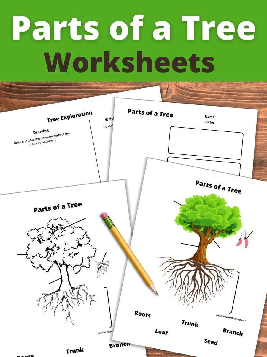 Parts Of A Tree Worksheets Nature Inspired Learning Parts Of A Tree Worksheets Nature Inspired Learning