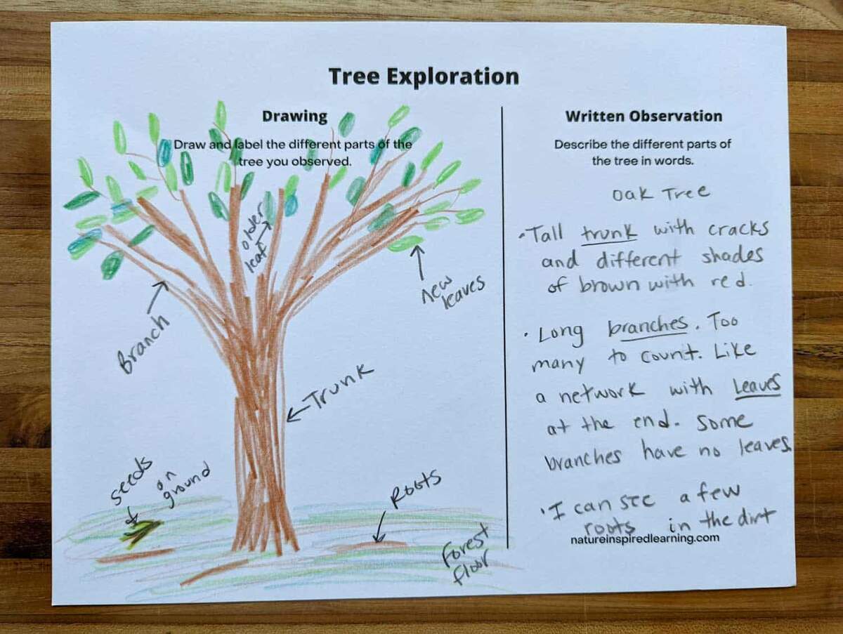 Parts Of A Tree Worksheets Nature Inspired Learning Parts Of A Tree Worksheets Nature Inspired Learning