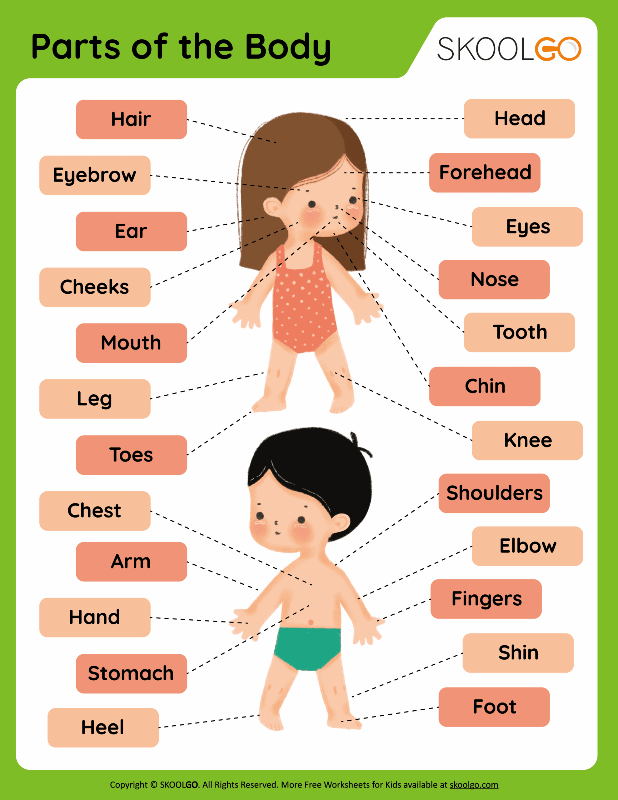 Customize 81 Body Parts Worksheets Templates Online Canva