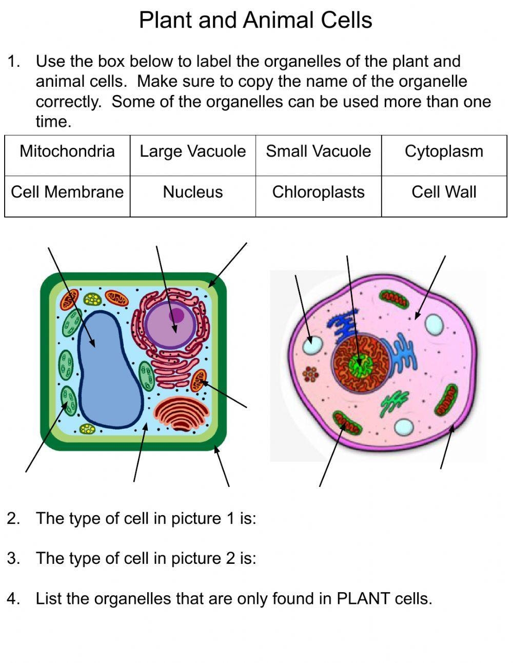 Plant And Animal Cells Online Exercise Worksheets Library Plant And Animal Cells Online Exercise Worksheets Library