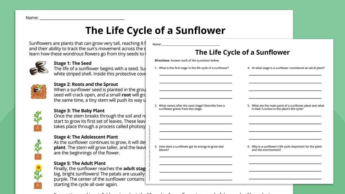 Plant Life Cycle Worksheet Bundle Free Printables Plant Life Cycle Worksheet Bundle Free Printables