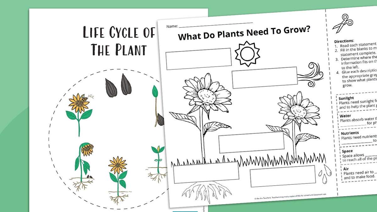 Plant Life Cycle Worksheet Bundle Free Printables