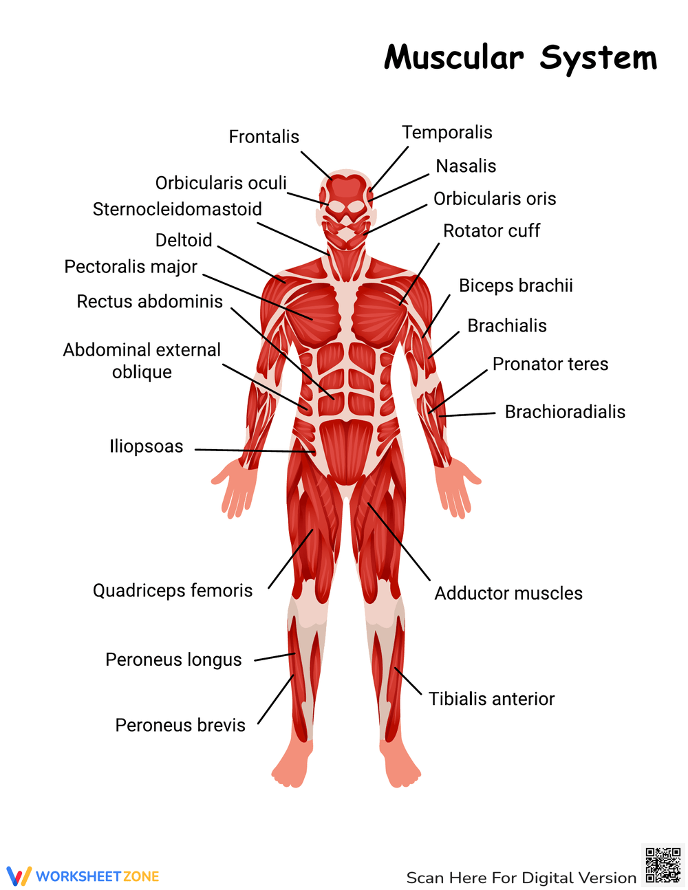 Printable 6th Grade Muscular System Worksheets Printable 6th Grade Muscular System Worksheets