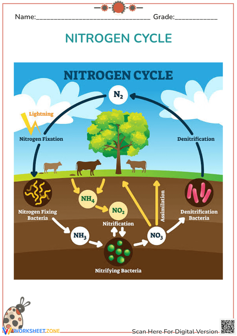 Printable Biogeochemical Cycles Worksheets