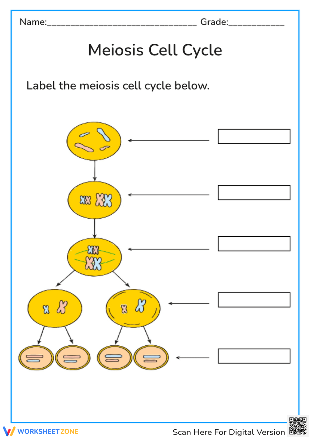Animal Cell Worksheets Printable