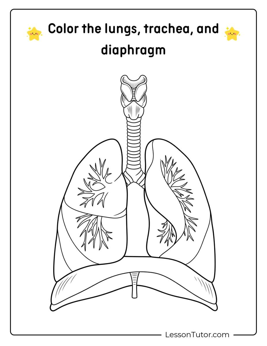Respiratory System Worksheets Free Coloring Pages PDF Printables And Worksheets Lesson Tutor Respiratory System Worksheets Free Coloring Pages PDF Printables And Worksheets Lesson Tutor
