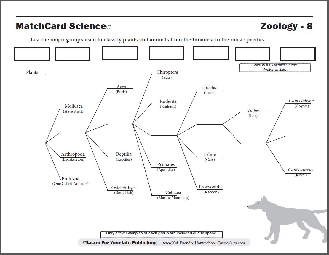 Scientific Classification Worksheet Scientific Classification Worksheet