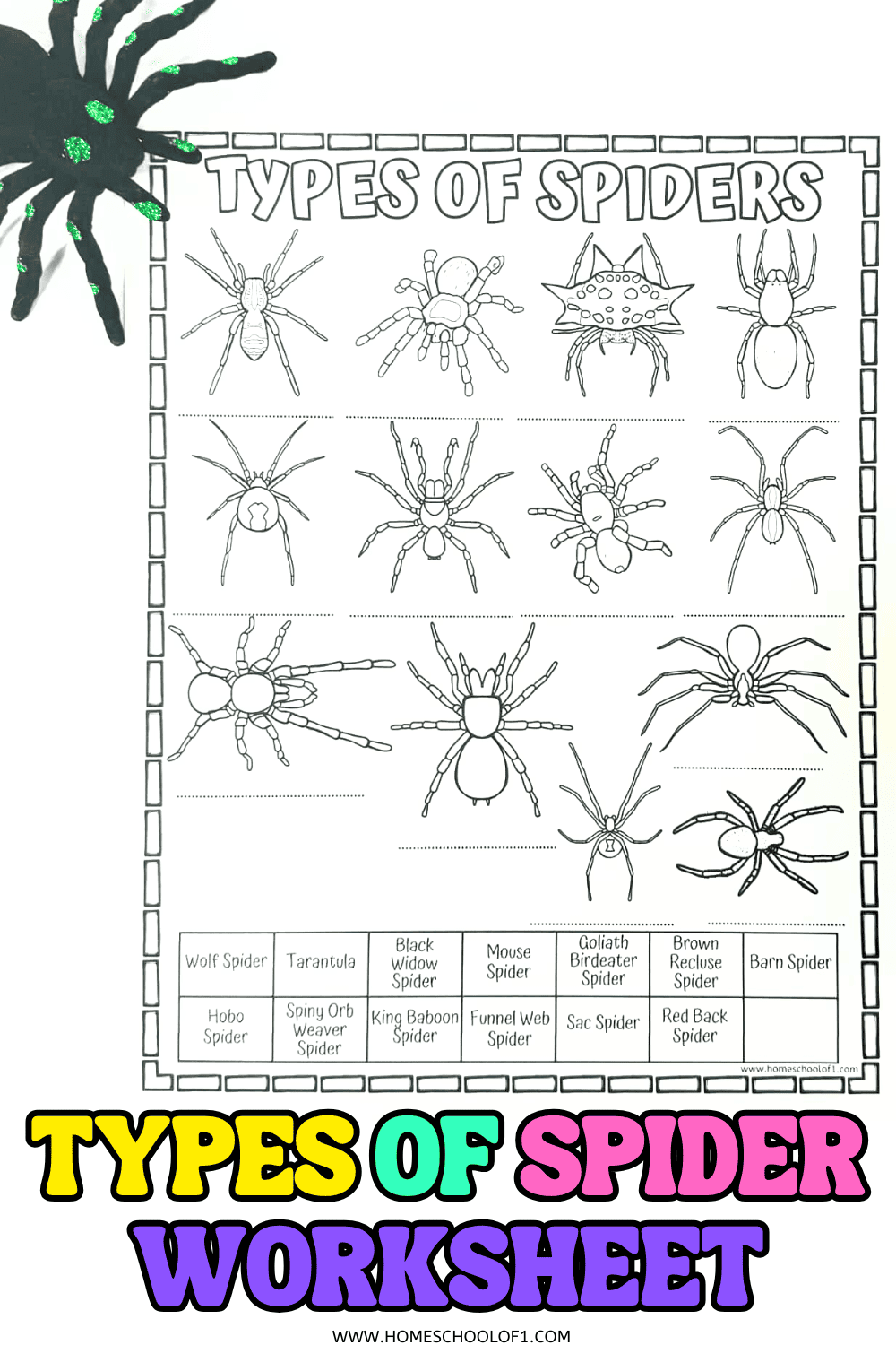 Spider Worksheet For Kids Identify Different Types Of Spiders