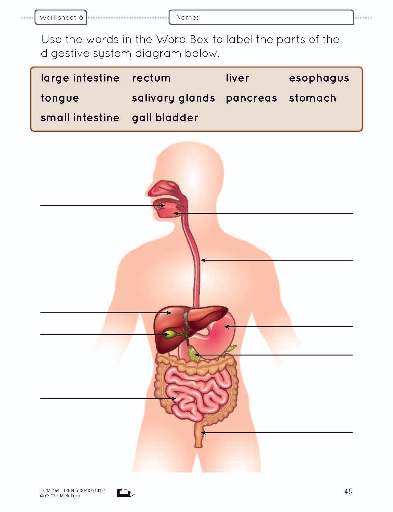 Human Body Interactive Worksheet